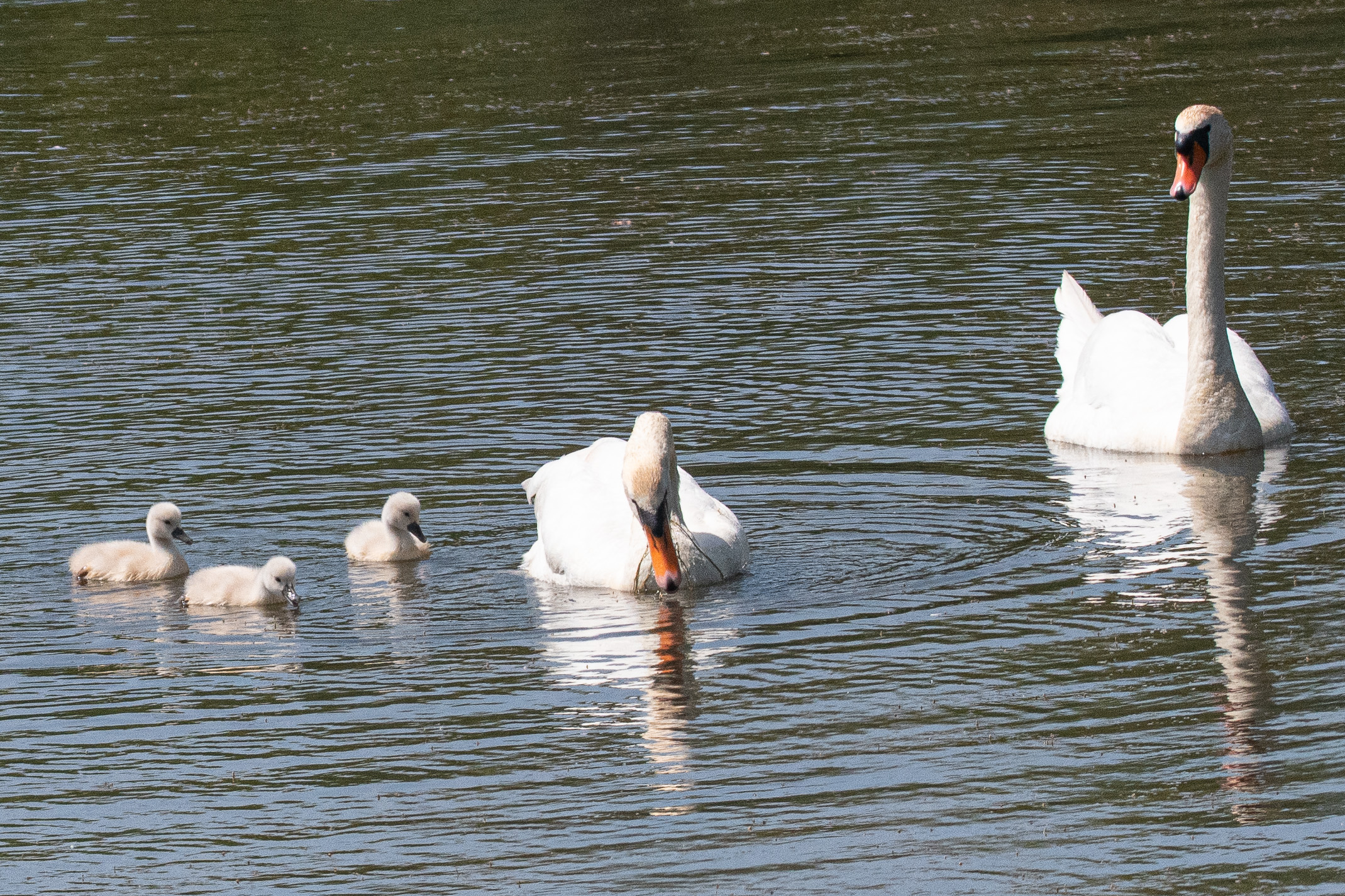 Cygnes tuberculés (Mute swan, Cygnus olor), couple adulte accompagné de 3 cygneaux de 10 jours, Dépôt 54, Réserve Naturelle de Mont-Bernanchon.